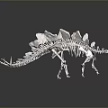 Reptile Dinosaur Skeleton Model with Prominent Back Plates and Long Tail 3d model