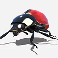 Detailed Vibrant Red and Black Ladybug with Sheath Wings and Black Body