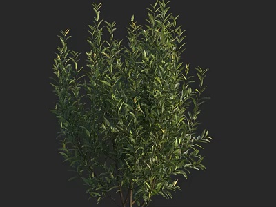 Lush Green Shrub With Dense Foliage And Vibrant Leaves In Natural Environment 3d model