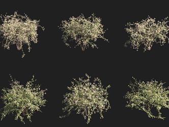 hedgehog shrub 3d model