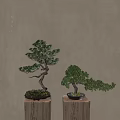Decorative Bonsai Trees With Curved Branches And Green Foliage On Wooden Stands