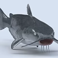 Realistic Gray Catfish With Open Mouth And Long Whiskers In 3D Render