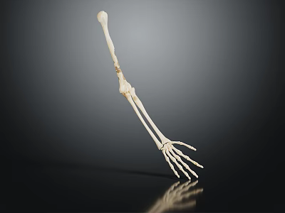 Detailed Educational Anatomical Arm Skeleton Model on Dark Background with Reflection 3d model