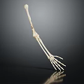 Detailed Educational Anatomical Arm Skeleton Model on Dark Background with Reflection