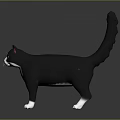 Black And White Cat Standing On Dark Background With Reflective Surface And Detailed Features