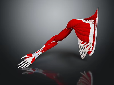 3D Rendered Human Arm Muscle Anatomy with Muscles Bones Grey Background and Reflection 3d model