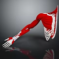 3D Rendered Human Arm Muscle Anatomy with Muscles Bones Grey Background and Reflection