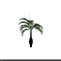 Bonsai Plant With Green Long Leaves In Brown Vase Against Black Background