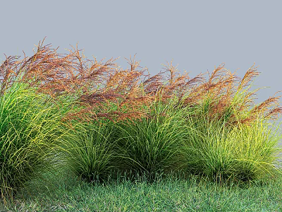 Vibrant Ornamental Grasses With Green And Orange Foliage In Garden Setting 3d model