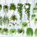 Different Types of Hanging Basket Plants With Lush Green Trailing Foliage for Indoor Decor