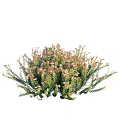 Lush Dense Shrub With Green Foliage And Small Pink Flowers For Garden Landscaping