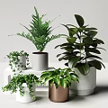 Various Potted Plants With Green Leaves In Ceramic Copper And Concrete Pots