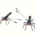 Two Turquoise Dragonflies Flying With Transparent Wings As Graceful Flying Insects