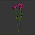 Vibrant Pink Roses With Green Stems And Leaves On Gray Background