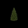 Evergreen Arbor Trees With Lush Green Foliage And Dense Branches