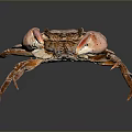 Brown Crab With Large Claws On Dark Reflective Background