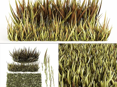 Various Types Of Decorative Grass With Green And Brown Textures For Landscaping 3d model