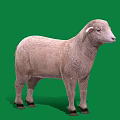 Detailed Light Brown Sheep Standing Full Body Side View On Green Background 3d model