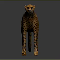 Spotted Cheetah Standing in Side View on Gray Background with Reflective Surface 3d model