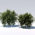 Two Green Shrubs With Lush Dense Foliage In Garden Landscape Design