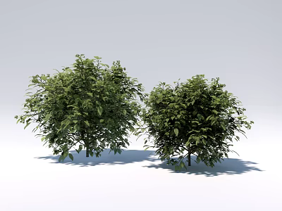 Two Green Shrubs With Lush Dense Foliage In Garden Landscape Design 3d model