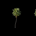 Tall Palm Trees With Green Foliage And Curved Trunks In Row Arrangement