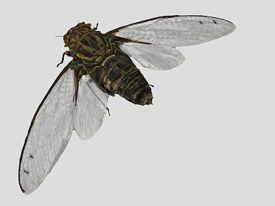 modern cicada insect model