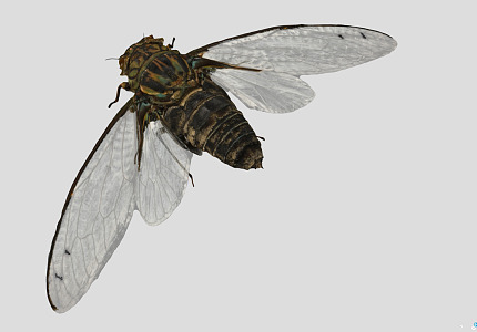 modern cicada insect 3d model