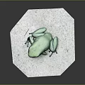 Green Frog Sitting On White Octagonal Platform With Dark Background 3d model