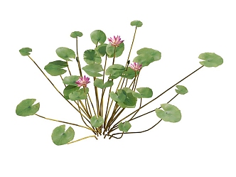 Modern violet water lily aquatic plant 3d model