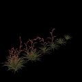 Row Of Hesperaloe Parviflora Filigree Plants With Delicate Filigree Leaves And Pink Blooms