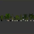 Various Types of Potted Plants Arranged On Gray Background With Lush Green Leaves