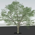 Green Leafy Arbor with Light Trunk Round Base and Shadow on Sandy Ground 3d model