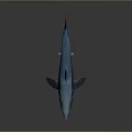 Realistic Blue Shark With Sharp Teeth And Fins On Smooth Display Surface 3d model