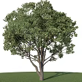 Lush Green Tree With Dense Foliage Strong Trunk And Green Grass Base 3d model