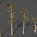 Different Shaped Trees with Slender Trunks and Branched Branches and Green Foliage Against Gray Background