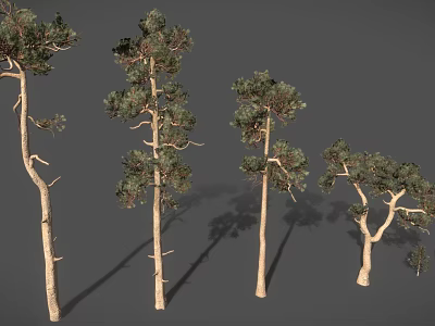 Different Shaped Trees with Slender Trunks and Branched Branches and Green Foliage Against Gray Background 3d model