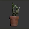 Green Cactus Plant in Terracotta Pot with Healthy Pads and Soil