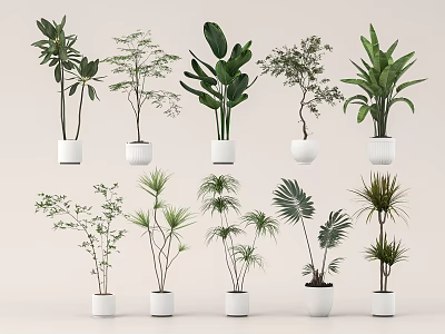 Various Potted Bonsai Plants With White Pots And Diverse Leaf Shapes Collection 3d model