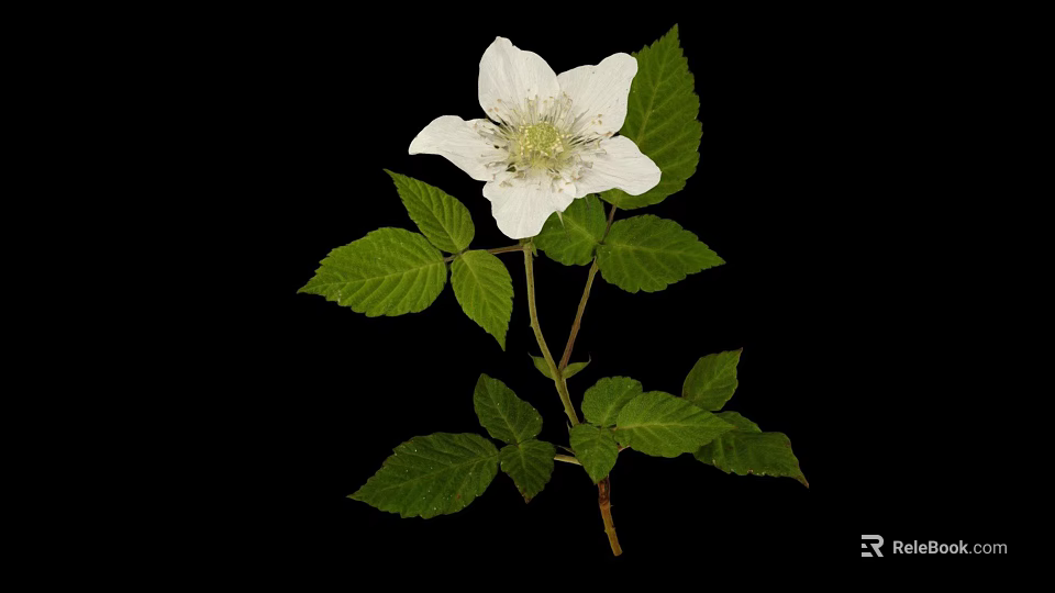 Elegant Wild Plant with White Flower and Green Leaves Isolated on Black Background 3d model 