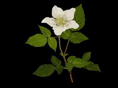 Elegant Wild Plant with White Flower and Green Leaves Isolated on Black Background 3d model