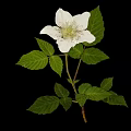 Elegant Wild Plant with White Flower and Green Leaves Isolated on Black Background