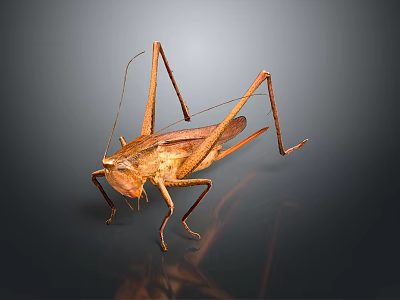 Realistic Brown Cricket Game Movie Character With Long Legs And Antenna 3d model