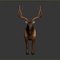 Brown Deer With Large Antlers Standing On Gray Background In Natural Posture
