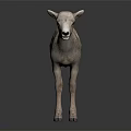 Detailed Realistic Light Colored Lamb Standing on Dark Surface With Reflection 3d model