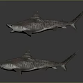Realistic 3D Shark Models With Open Mouth And Closed Mouth On Gray Background