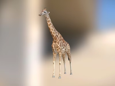 Majestic Tall Spotted Giraffe With Long Neck In Natural Outdoor Grassland 3d model