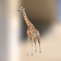 Majestic Tall Spotted Giraffe With Long Neck In Natural Outdoor Grassland