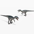 Two Gray Black Velociraptors With Sharp Teeth Walking On White Background 3d model