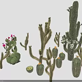 Various Desert Cacti Plants With Different Shapes Flowering And Green Fruits